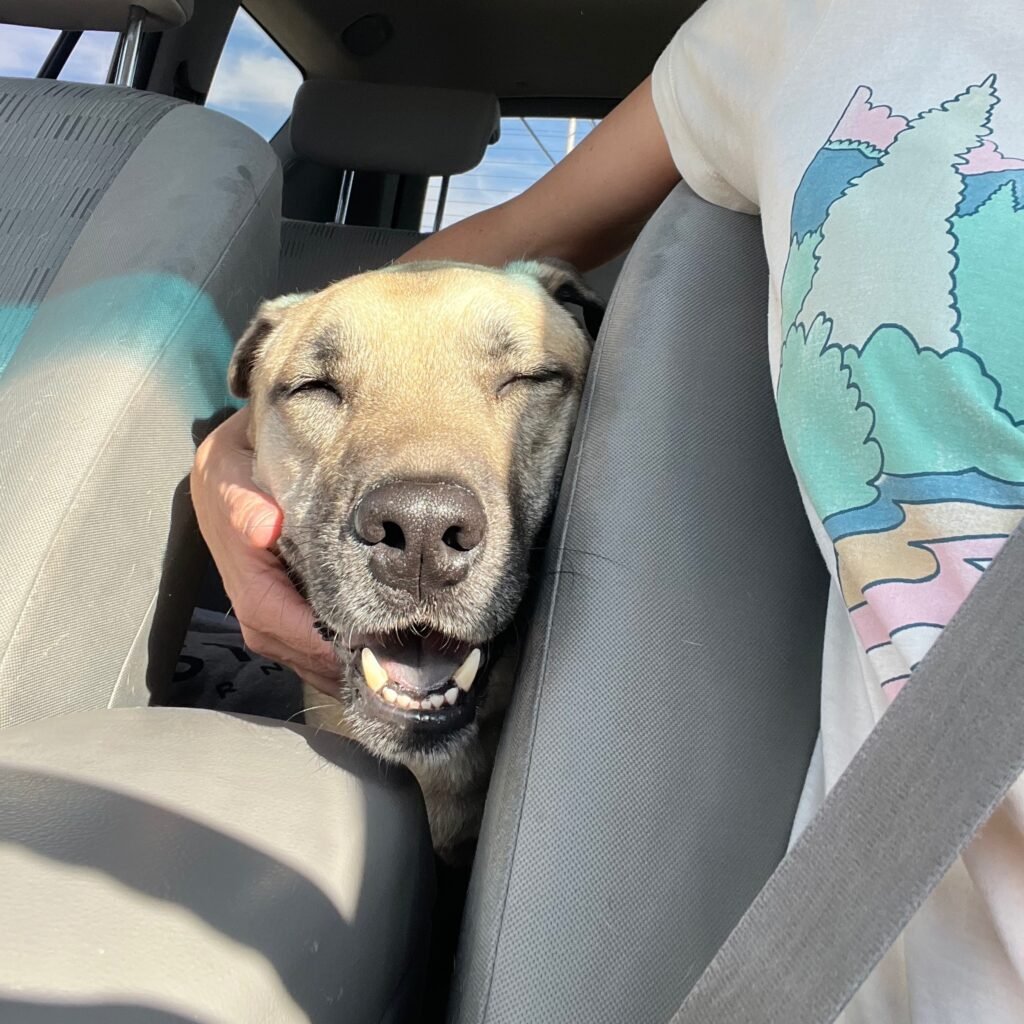 Hund schläft glücklich im Auto.