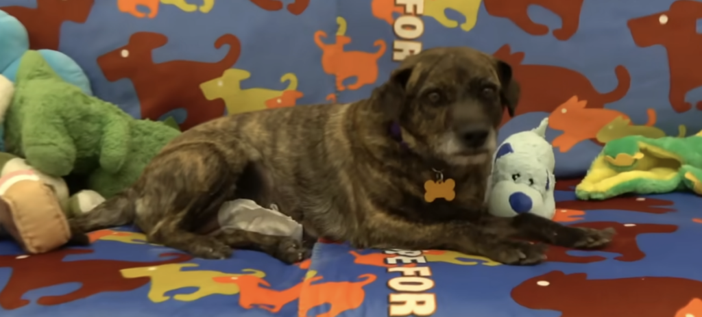 Hund mit Spielzeug auf buntem Teppich