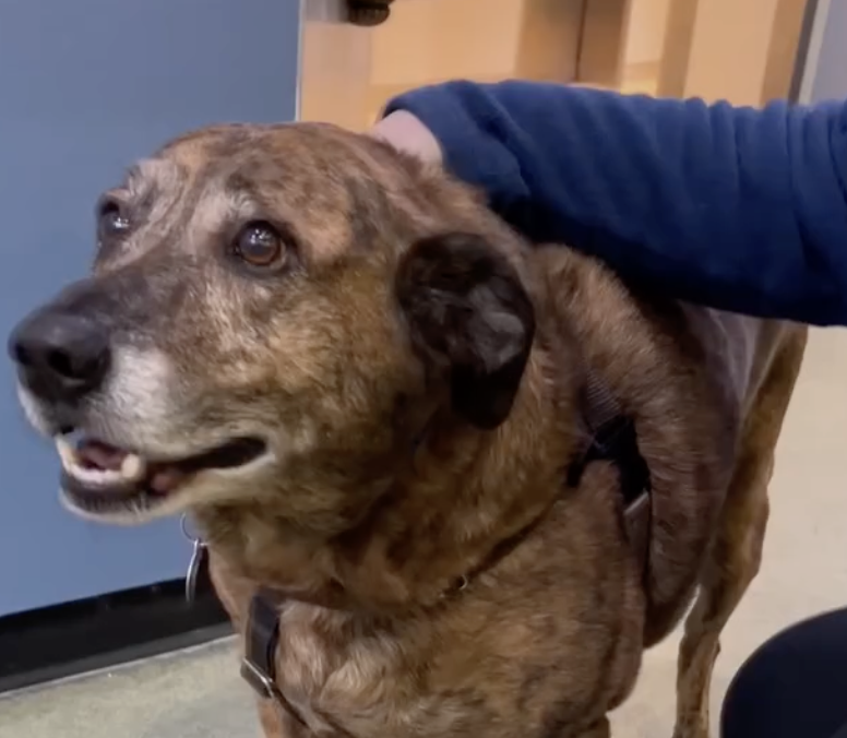 Streichelnder Arm berührt lächelnden Hund.
