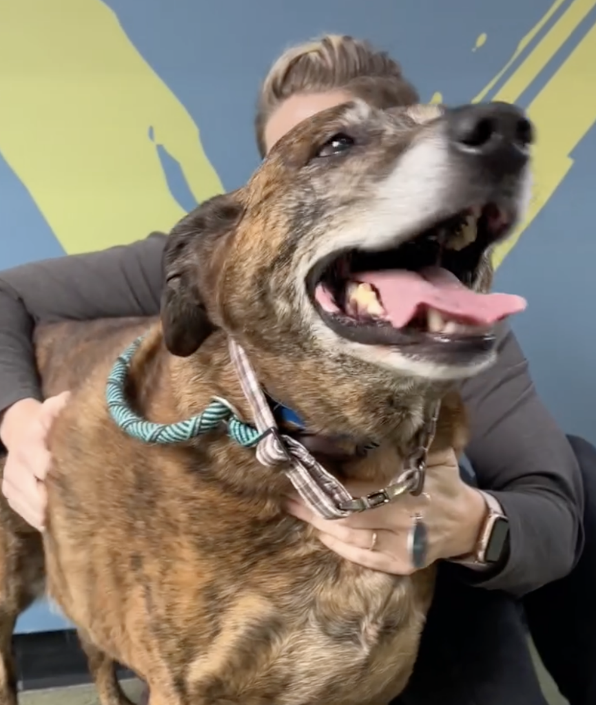 Glücklicher Hund wird gestreichelt.