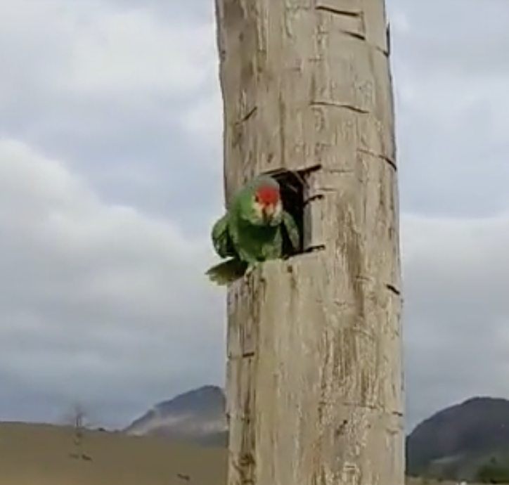 Papagei schaut aus Baumhöhle heraus.