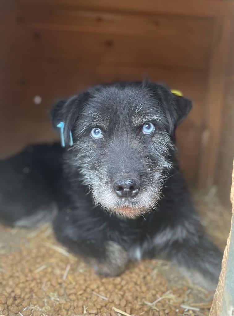 Schwarzer Hund blickt aus Hütte.