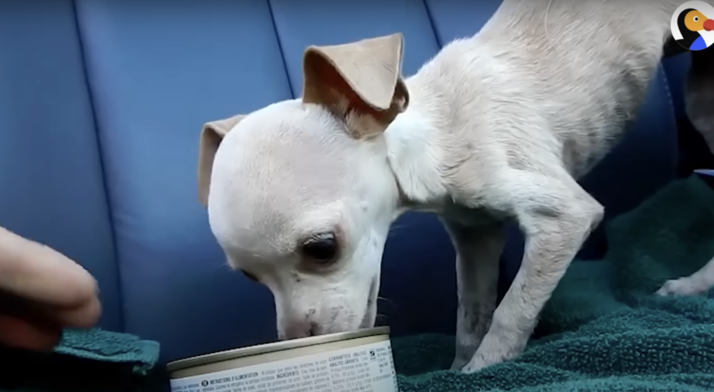 Weißer Chihuahua beim Tierarzt.