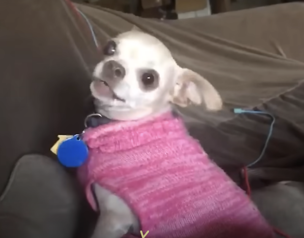Chihuahua in rosa Pullover schaut hoch.