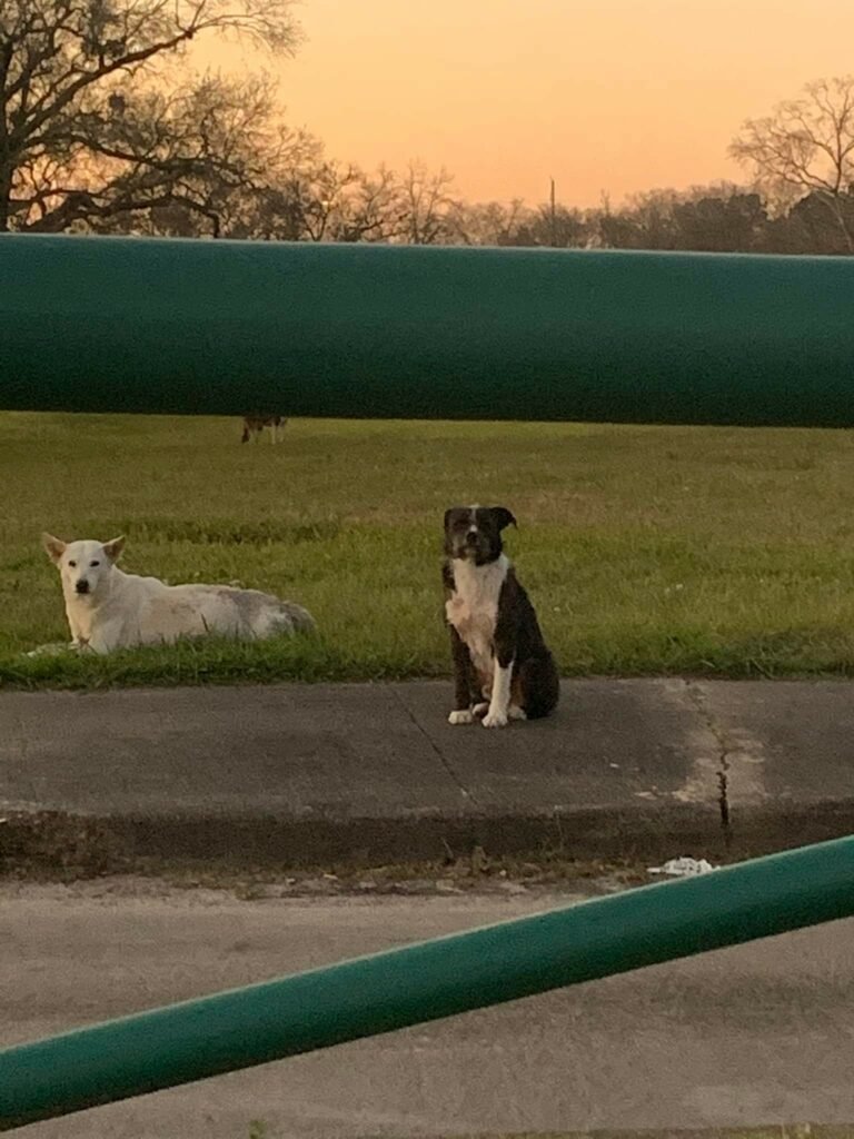 Zwei Hunde neben grünem Rohr bei Sonnenuntergang.
