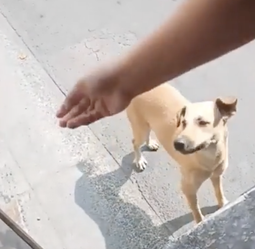 Hand streckt sich zu freundlichem Hund aus.