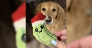 Hund schaut auf Weihnachts-Avocado-Spielzeug