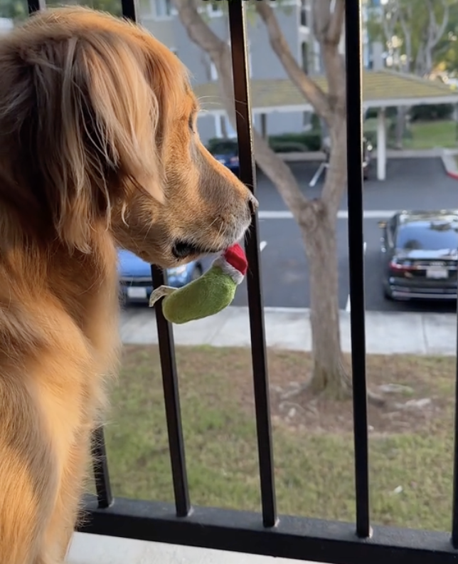 Hund spielt mit Spielzeug am Fenster.