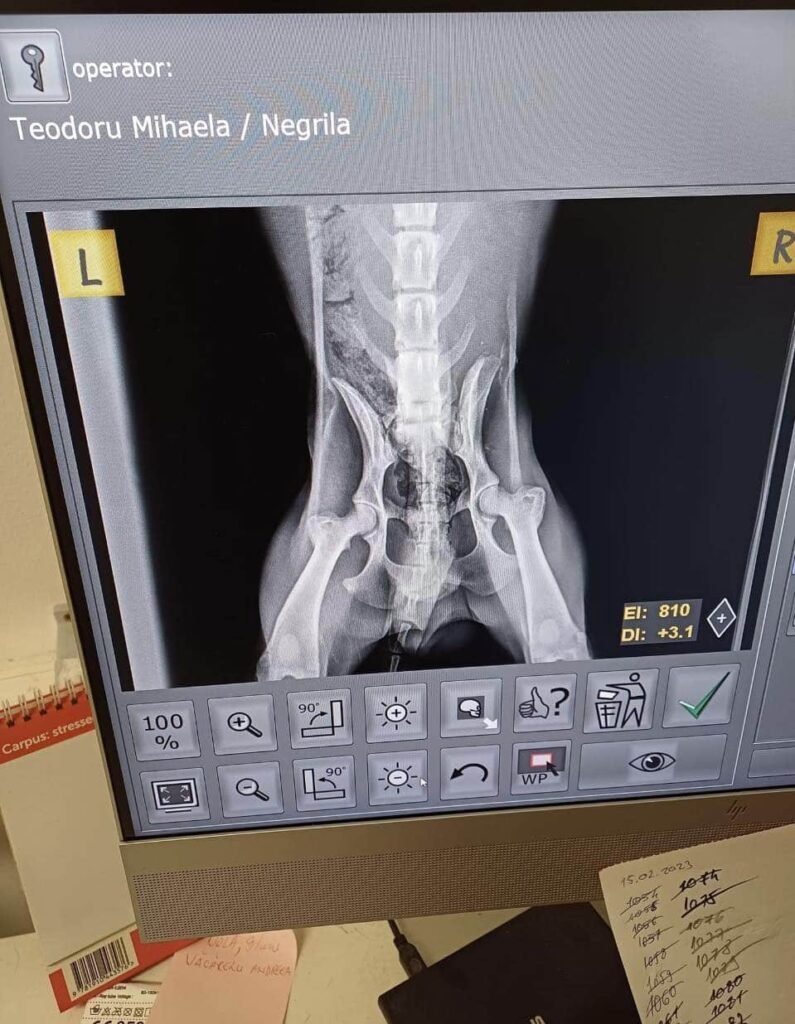 Röntgenbild eines menschlichen Beckens am Monitor.