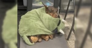 Hund eingewickelt in grüner Decke.