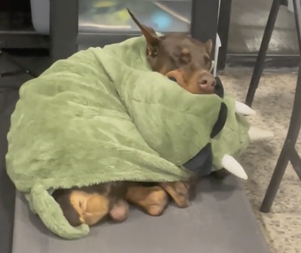 Hund schläft eingekuschelt in grüner Decke.