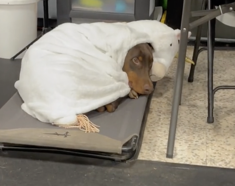 Hund ruht unter weißer Decke.
