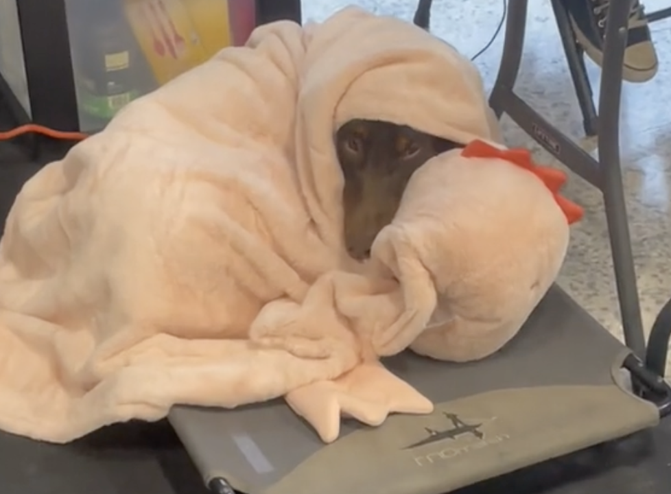 Hund eingewickelt in eine Decke.