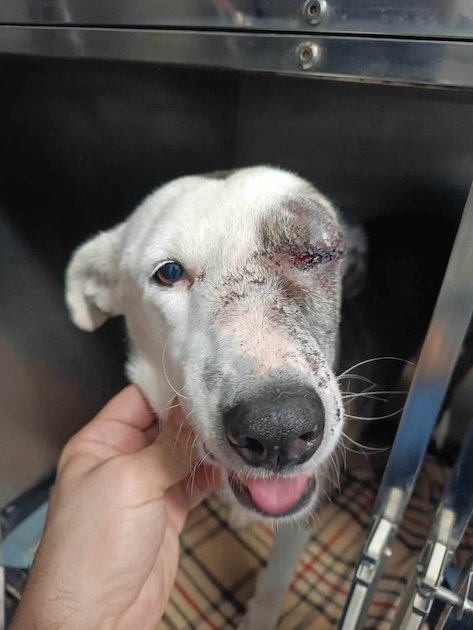 Hund mit verletztem Auge leckt Hand