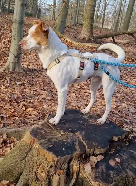 Hund steht auf Baumstumpf im Wald.