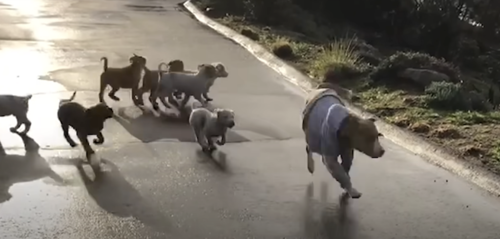 Hunde in Jacken gehen spazieren.