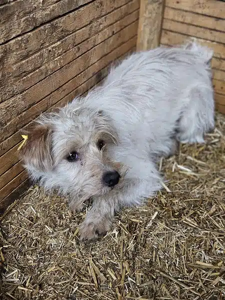 Kleiner Hund auf Stroh.