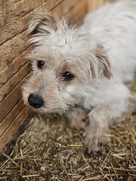 Weißer Hund blickt traurig.