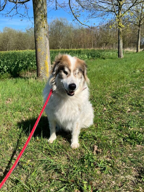 Hund im Grünen an roter Leine.