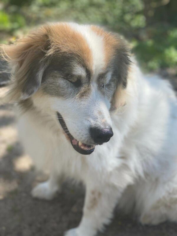 Lächelnder Hund im Sonnenlicht