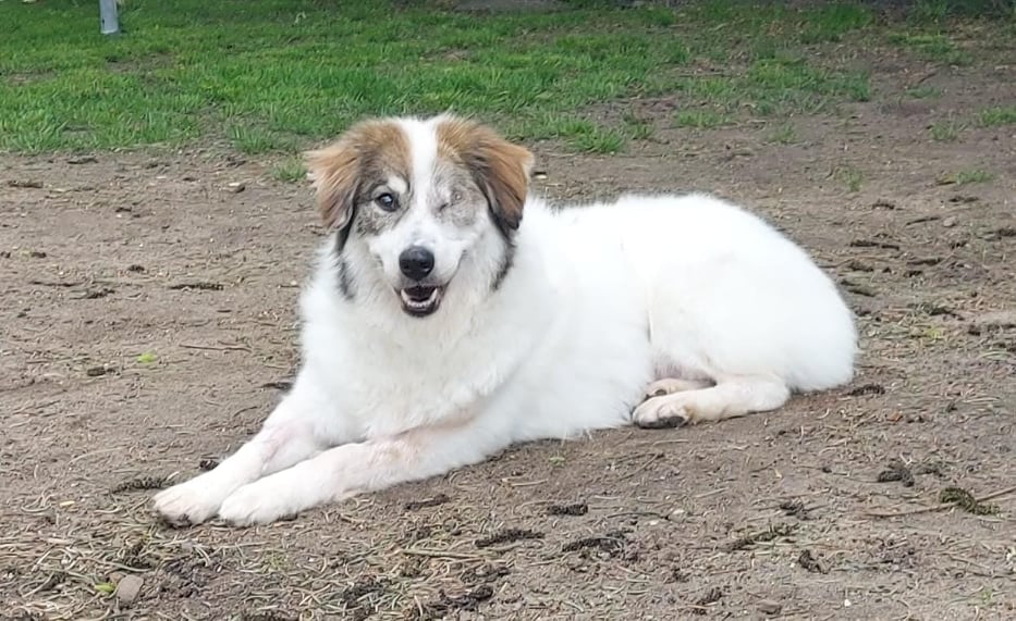 Weiß-brauner Hund liegt entspannt draußen.