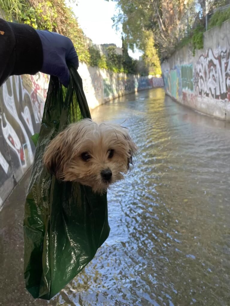Hund in Tüte über Wasserstraße.