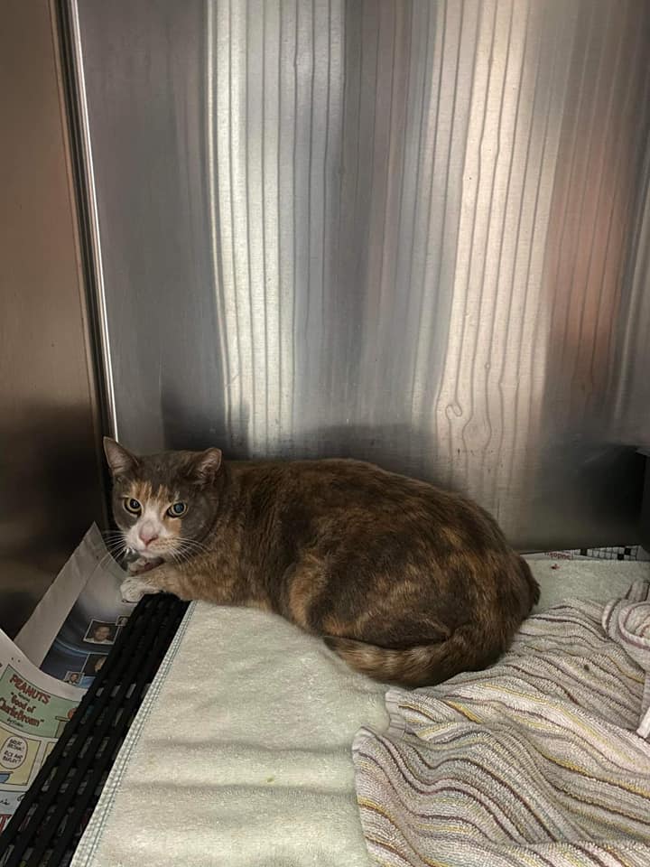 Katze liegt auf Handtuch in Ecke.