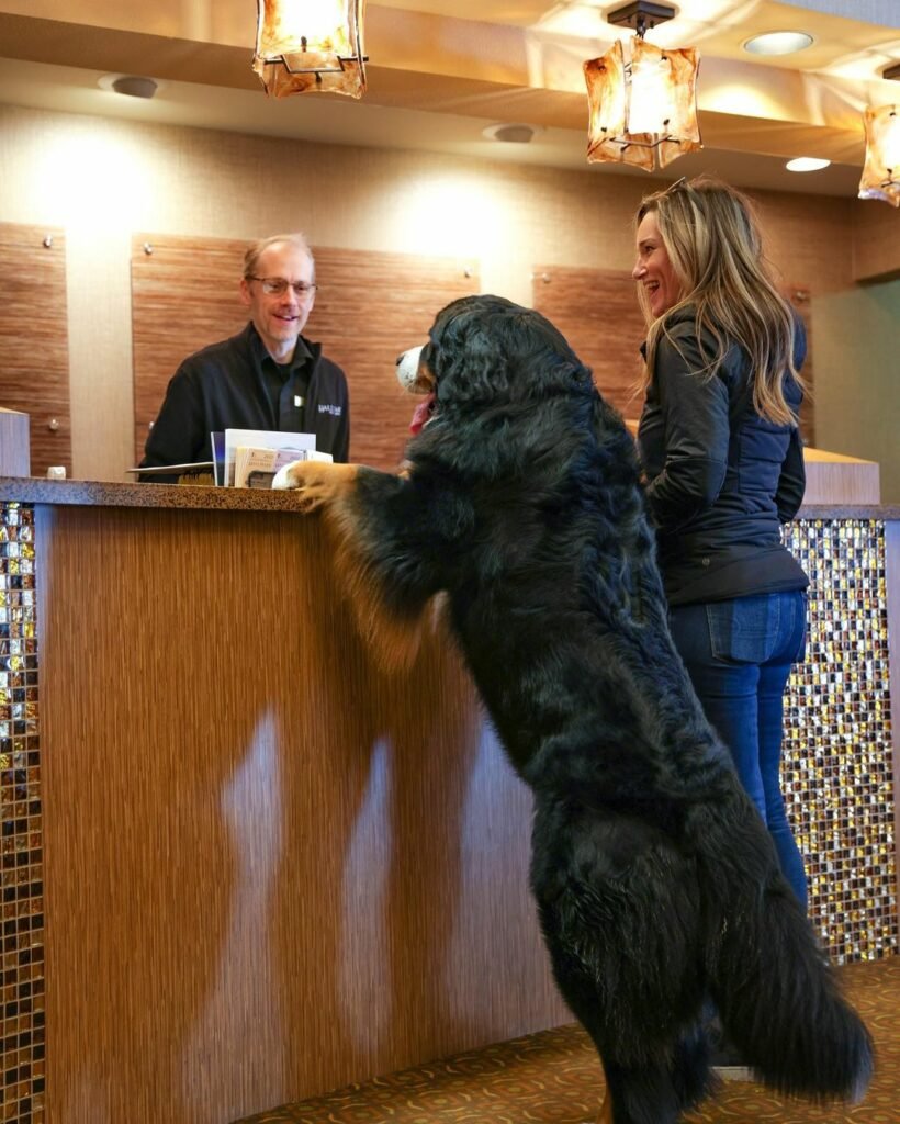 Hund an Hotelrezeption mit Mitarbeitern.