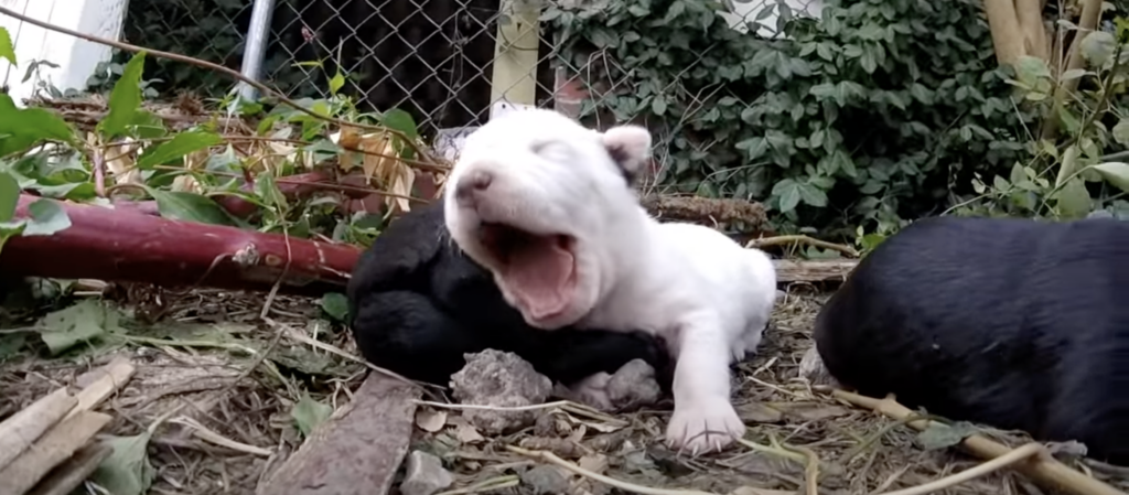Gähnendes weißes Hundebaby im Garten.