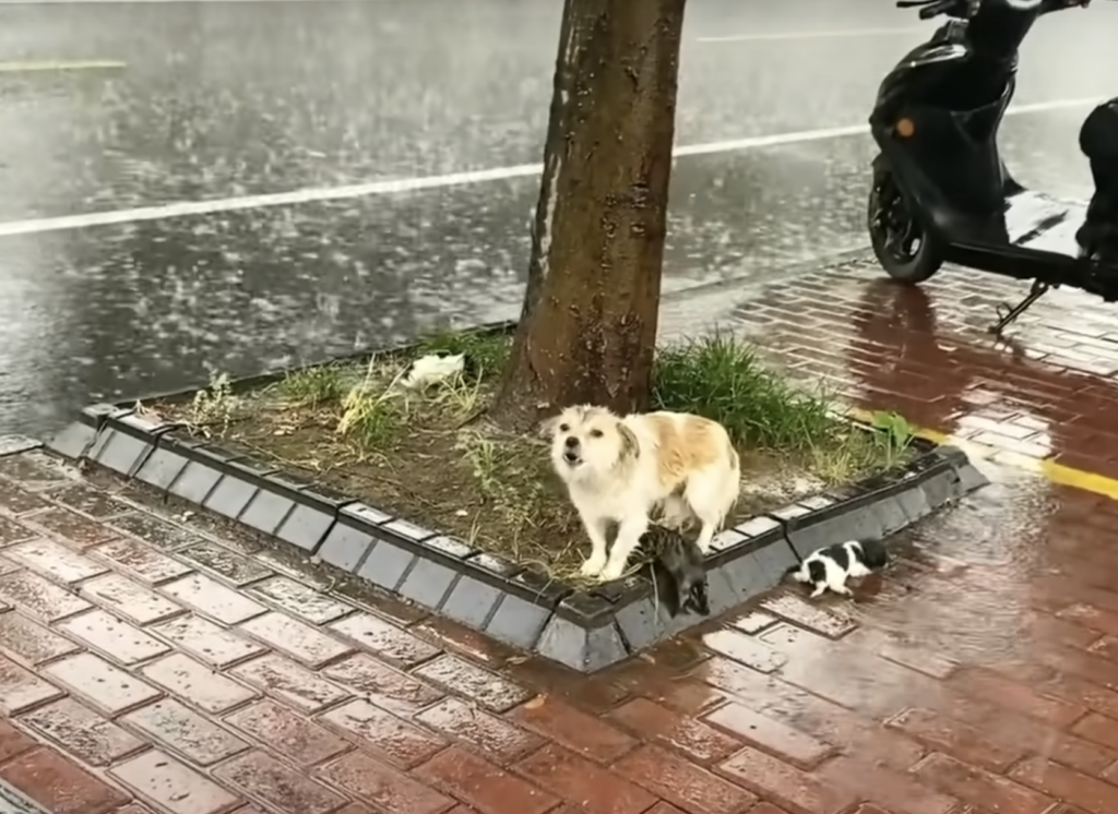 Hund sucht Schutz vor Regen.