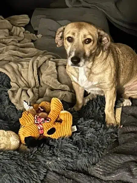 Hund sitzt neben Spielzeug auf Decken.