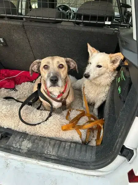 Zwei Hunde im Kofferraum eines Autos.