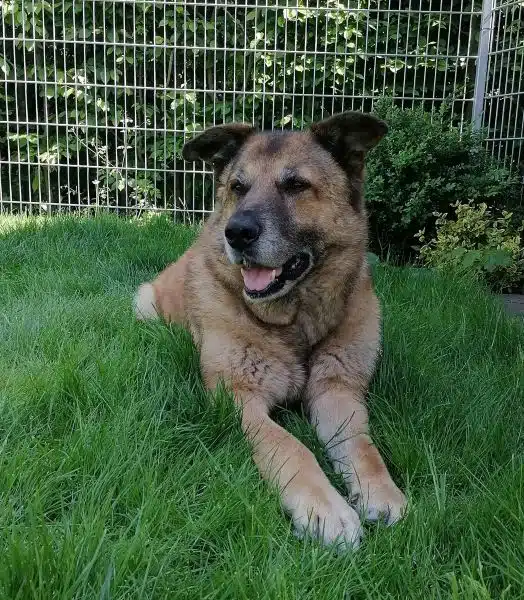 Glücklicher Hund liegt im Gras.