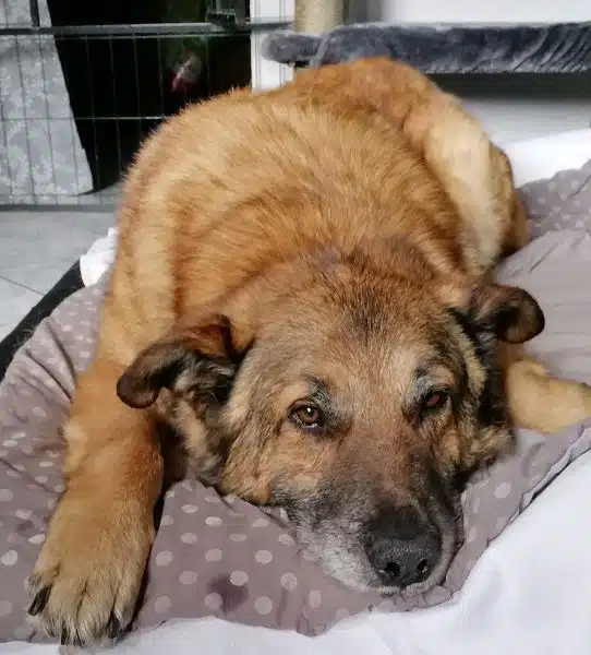 Entspannter Hund auf Kissen