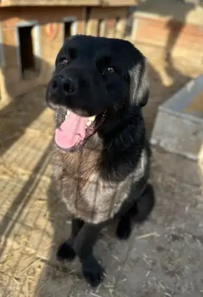 Lächelnder schwarzer Labrador Retriever.