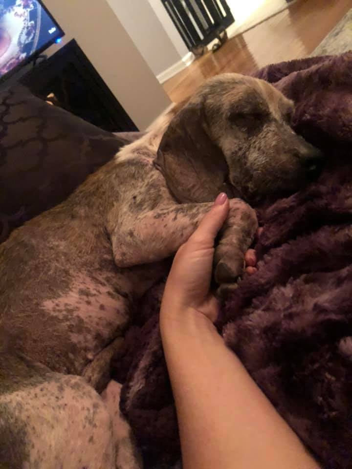 Hund schläft auf lila Decke.