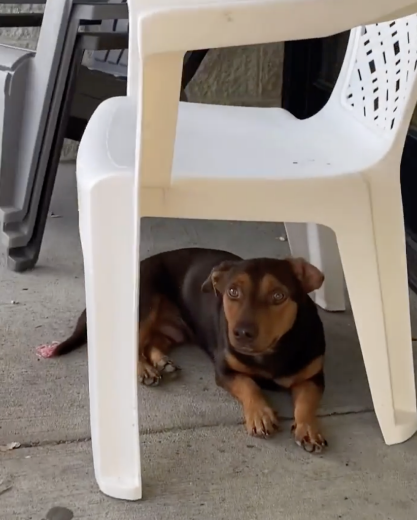 Hund liegt unter weißem Plastikstuhl.