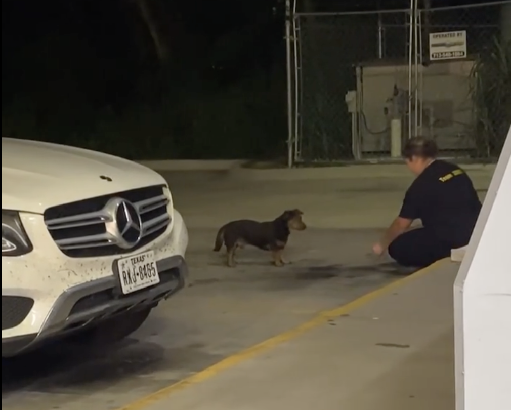Hund vor Auto mit sitzender Person nachts.