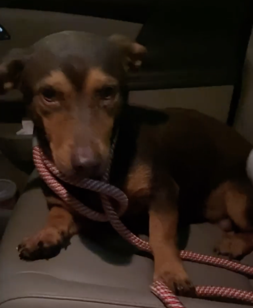 Hund hält Leine im Auto.