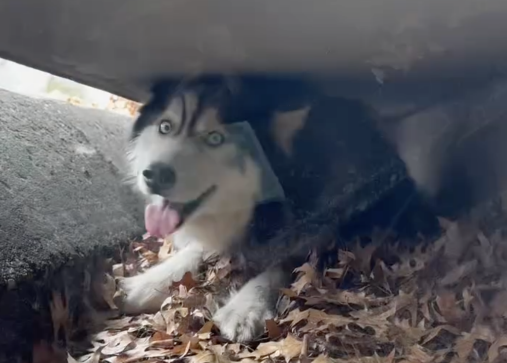 Husky unter einem Auto versteckt.