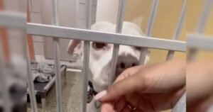 Weißer Hund hinter Gittern mit Mensch.