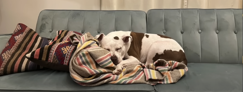 Hund schläft gemütlich auf Couch.
