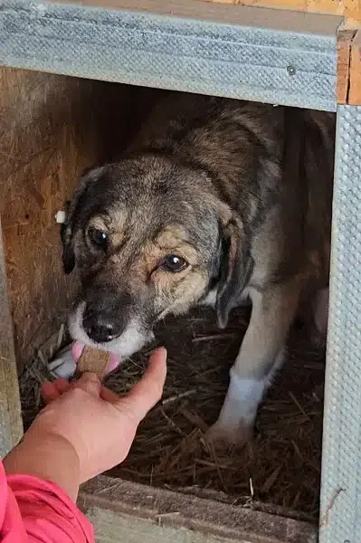 Hund wird aus Hand gefüttert.