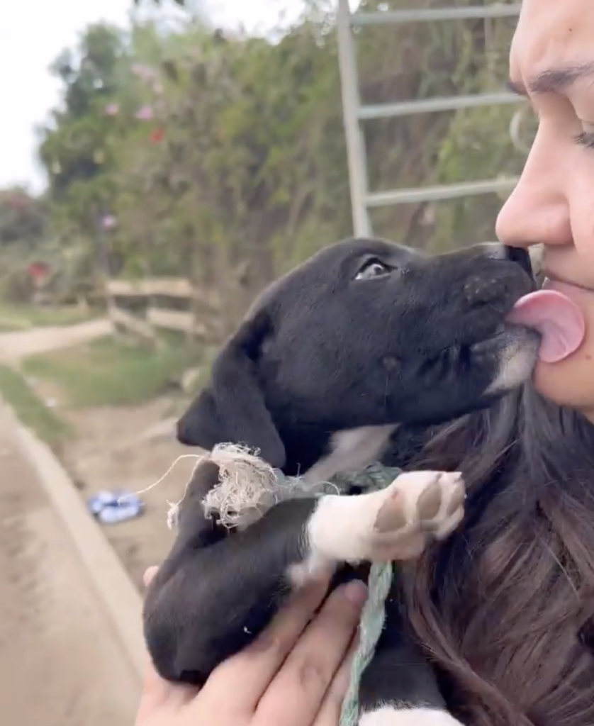 Frau kuschelt und erhält Hundewelpen-Kuss.