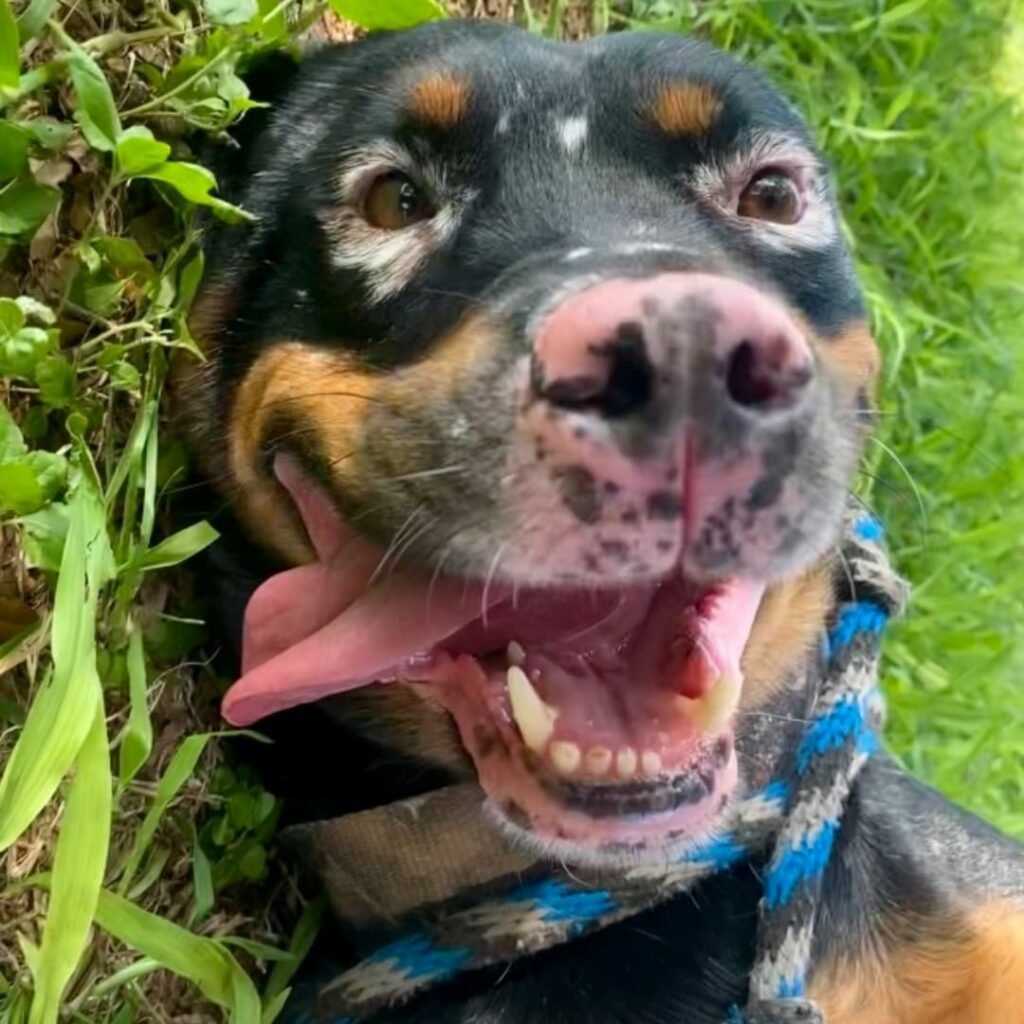Lächelnder Hund im Gras.