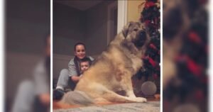Familie mit riesigem Hund vor Weihnachtsbaum