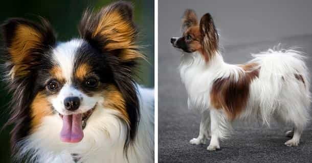 Two Papillon dogs posing, happy and alert.