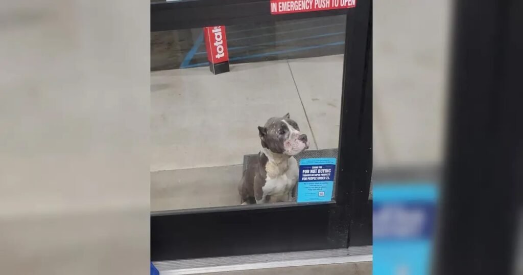 Hund wartet geduldig hinter Glastür.