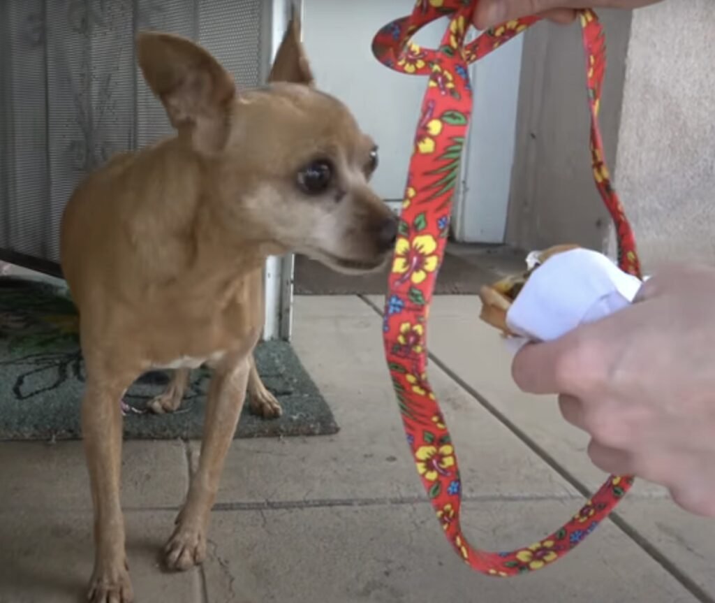 Chihuahua schaut auf Leckerli.