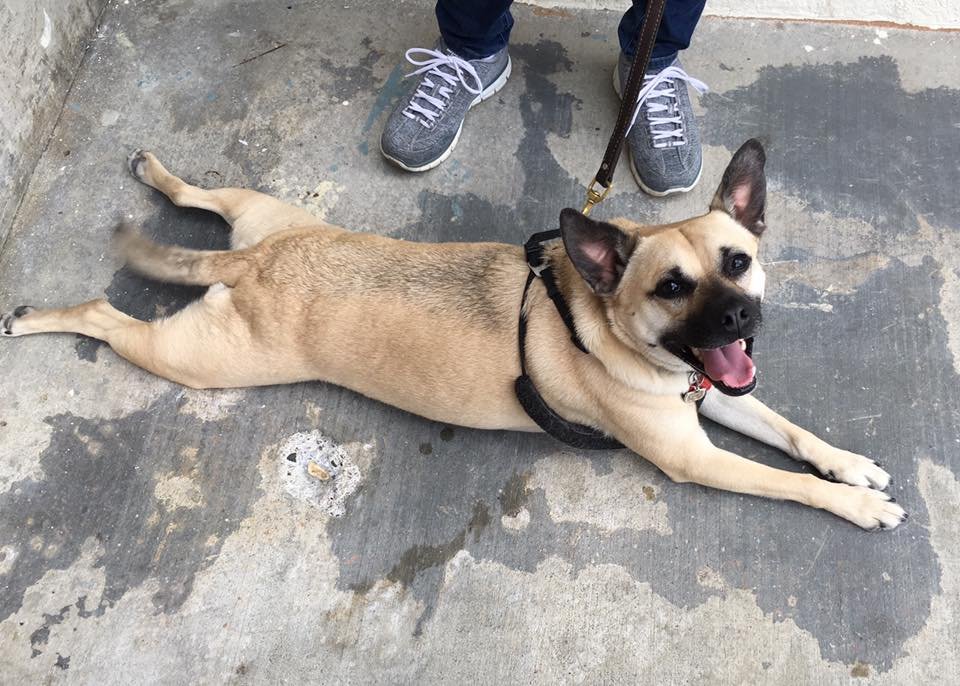 Lächelnder Hund liegt auf Beton.